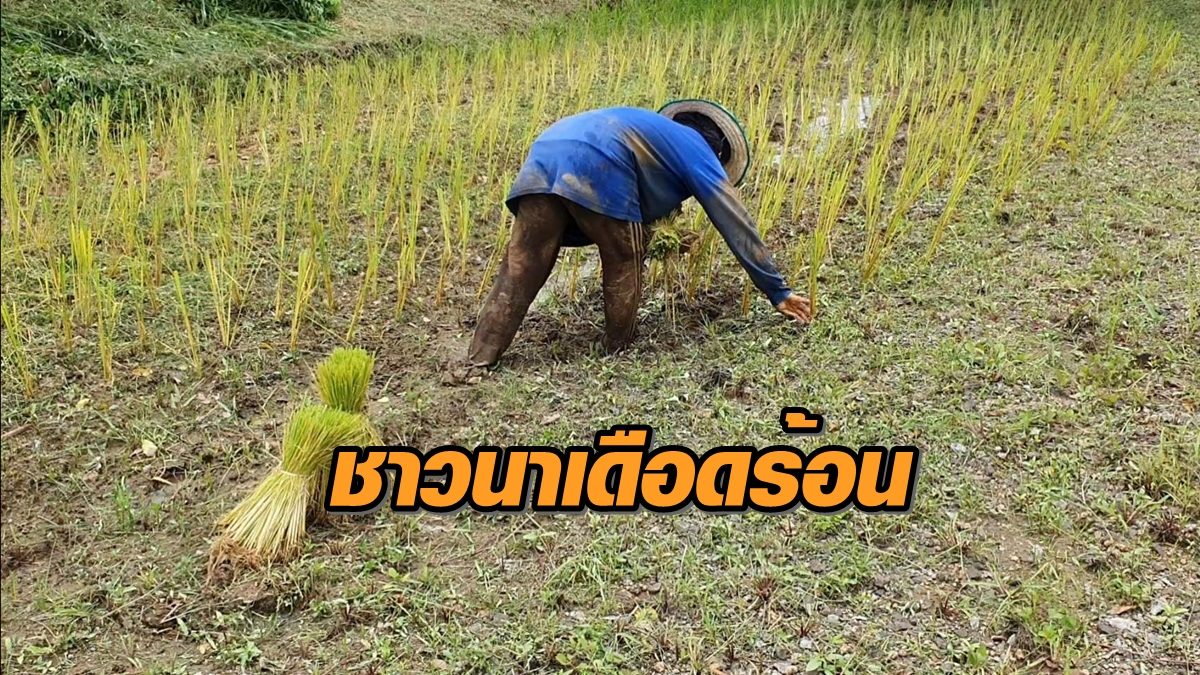 ชาวนาโคราชต้องดำนาแบบแห้งรอน้ำฝน หากไม่มีฝนอีก หมดหนทางต้องซื้อข้าวกิน