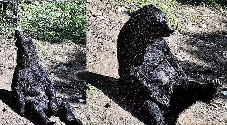 หมีพ้นเป็นทาสละครสัตว์ 25 ปี อาบแดดเพลิน ชีวิตในเขตคุ้มครอง