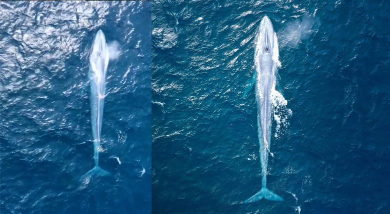 วาฬสีน้ำเงิน ว่ายมาให้เห็นเป็นขวัญตา ครั้งที่ 3 รอบ 100 ปี