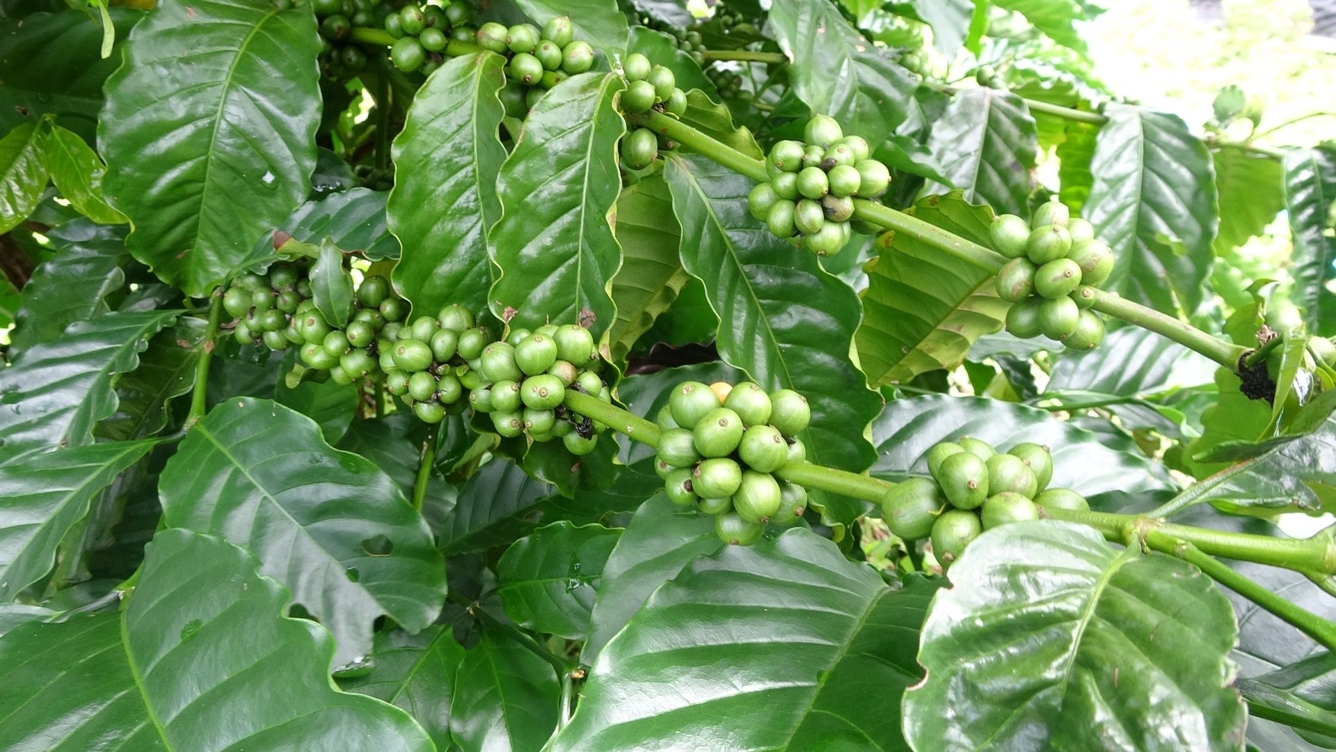 โค่นสวนยางปลูกกาแฟ พลิกชีวิต-ผุดรายได้เกษตรสตูล ปลุกตำนาน 'กาแฟ' โบราณ200ปี