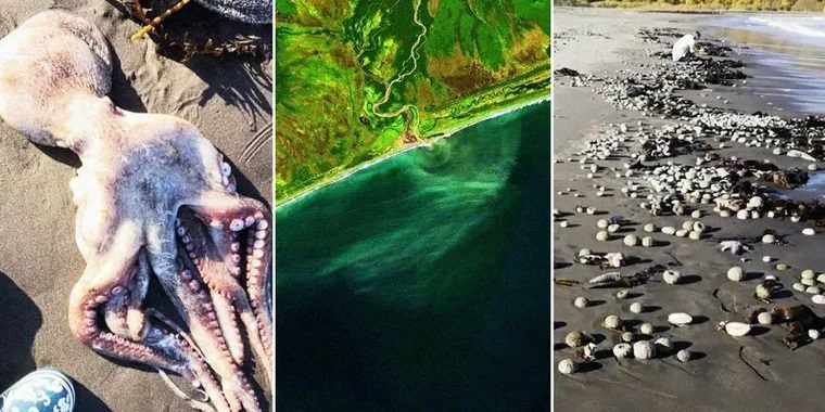วิกฤตสิ่งแวดล้อมในรัสเซียอีก มลพิษทะเลคัมชัตคา ซากสัตว์น้ำเกยตื้นหลายพันตัว