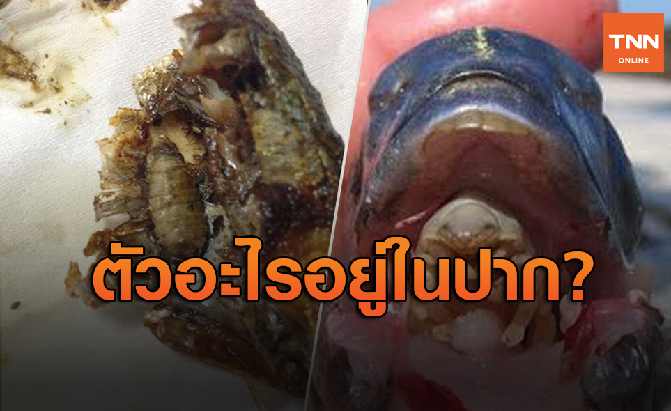 หมอแล็บแพนด้าไขข้อสงสัยตัวอะไรอยู่ในปาก ‘ปลาทู’