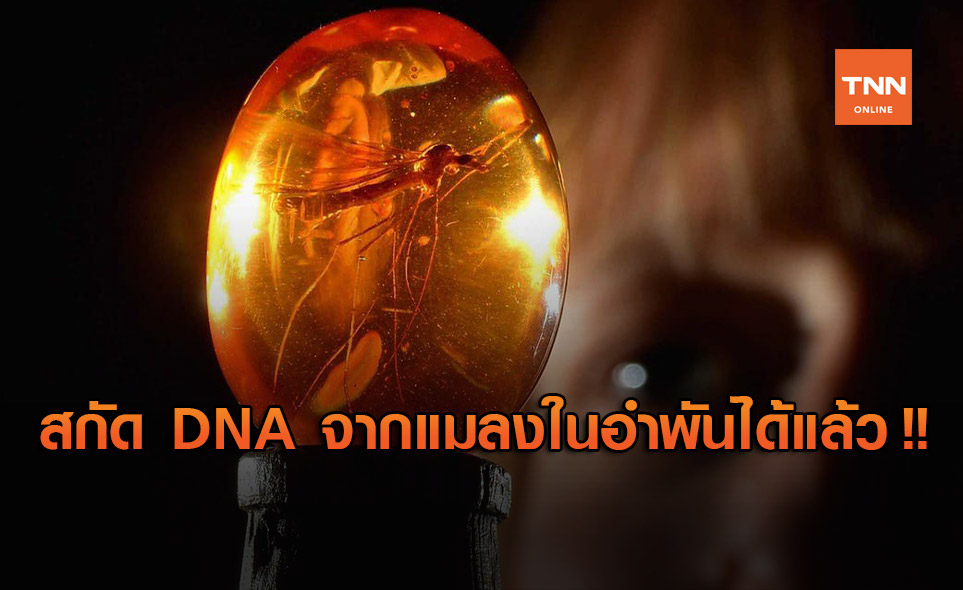 นักวิทย์ฯ สกัด DNA จากสิ่งมีชีวิตในก้อนอำพันได้สำเร็จเป็นครั้งแรก