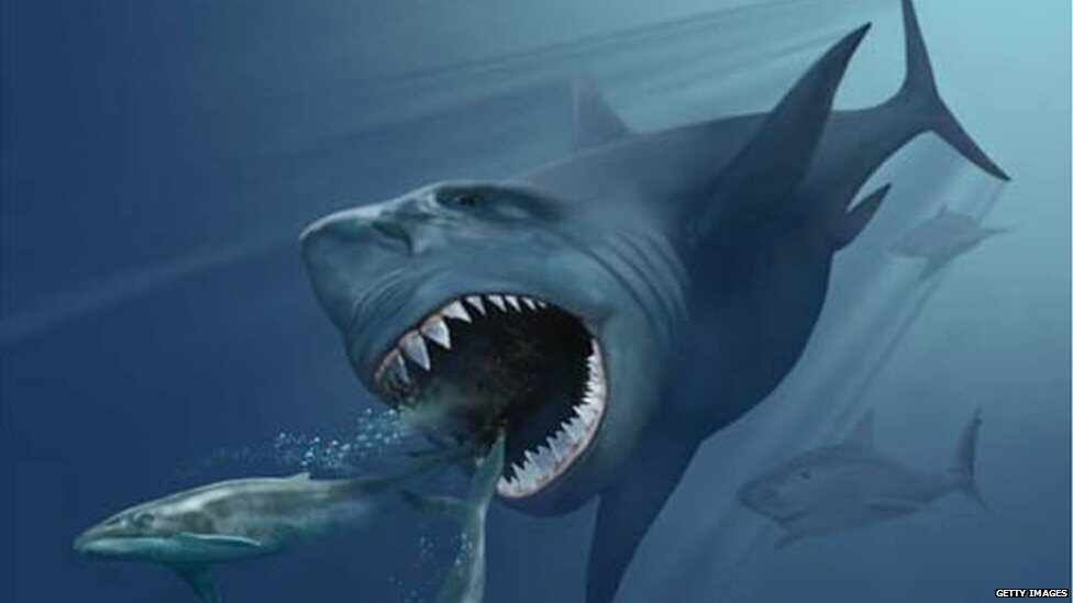 พฤติกรรมกินพี่น้องร่วมท้องของตัวอ่อน อาจทำให้ฉลามยักษ์ "เม็กกาโลดอน" มีขนาดมหึมา