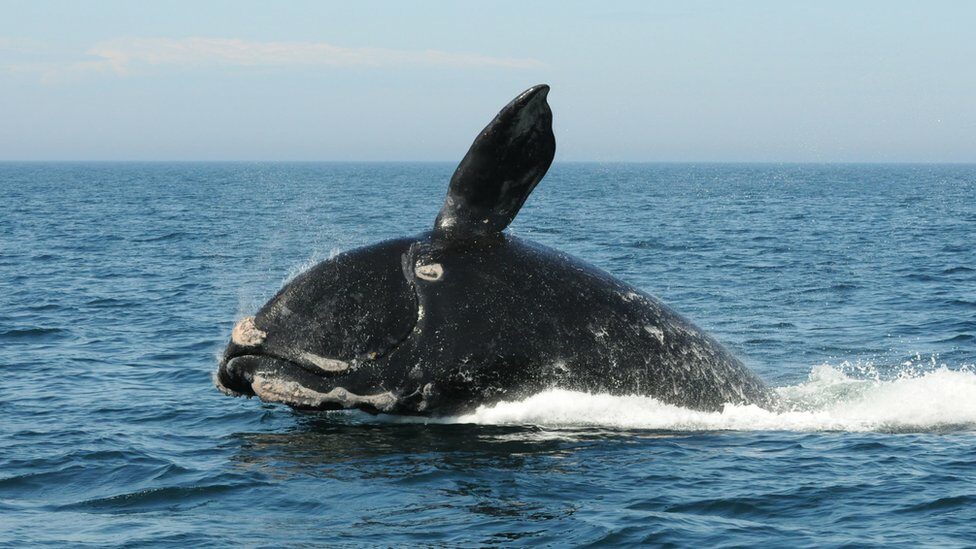 นักวิทยาศาสตร์และนักอนุรักษ์มากกว่า 350 คน จาก 40 ประเทศ เตือน วาฬและโลมาเสี่ยงสูญพันธุ์