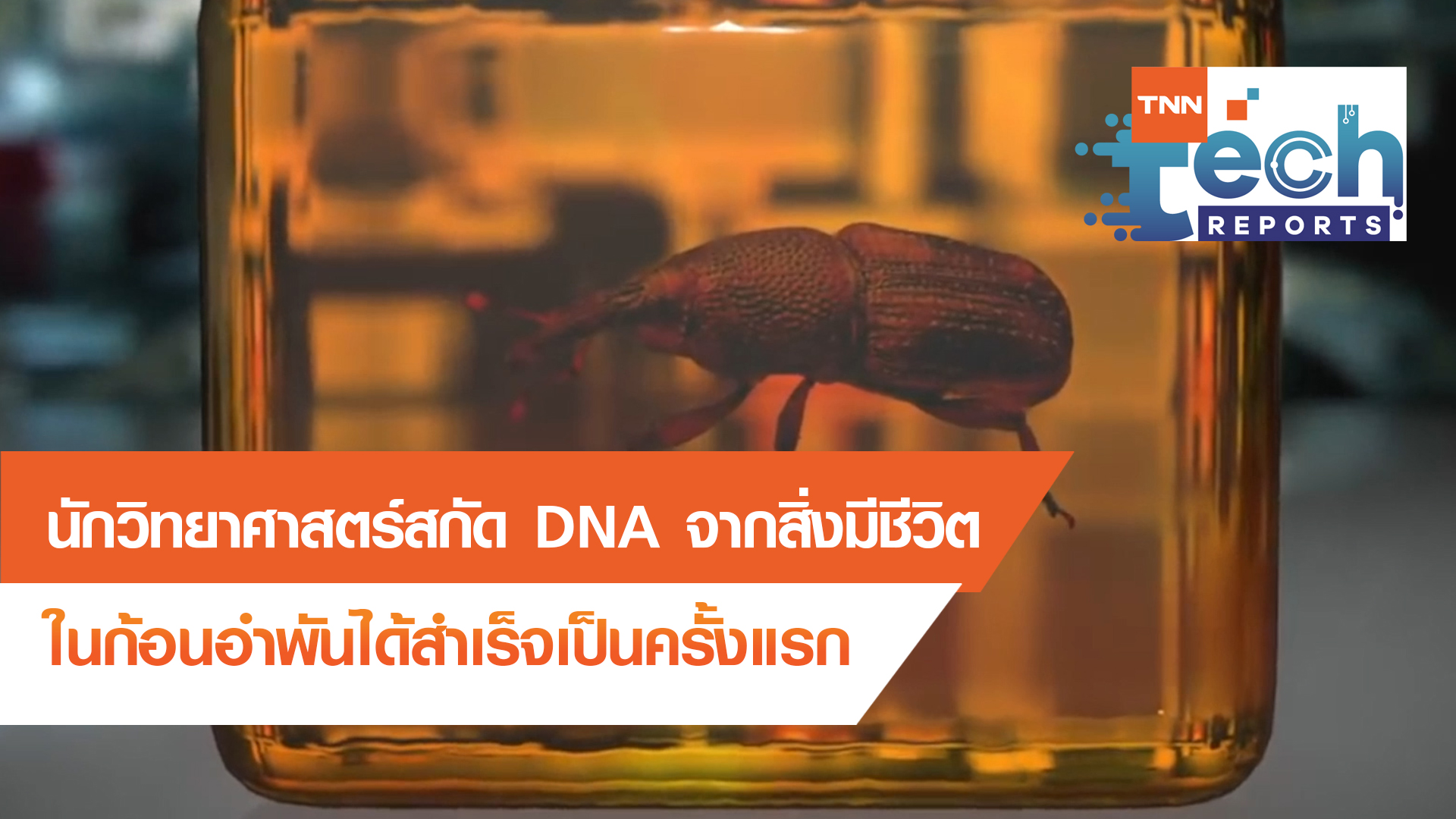 สกัด DNA จากสิ่งมีชีวิตในก้อนอำพันได้สำเร็จ | TNN Tech Reports EP 5 | 08 ต.ค. 63
