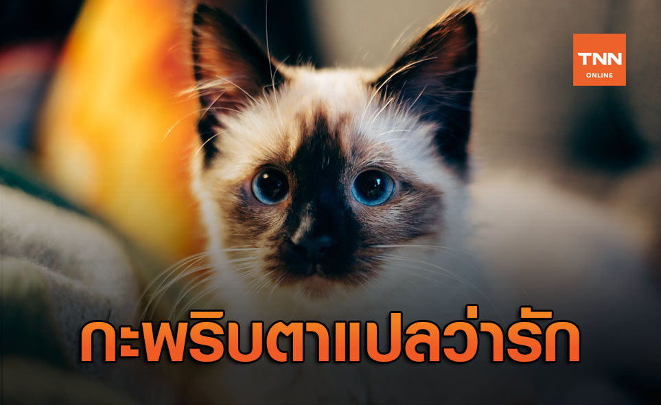 งานวิจัยชี้! วิธีเป็นมิตรกับแมวง่าย ๆ แค่ 'กะพริบตา'