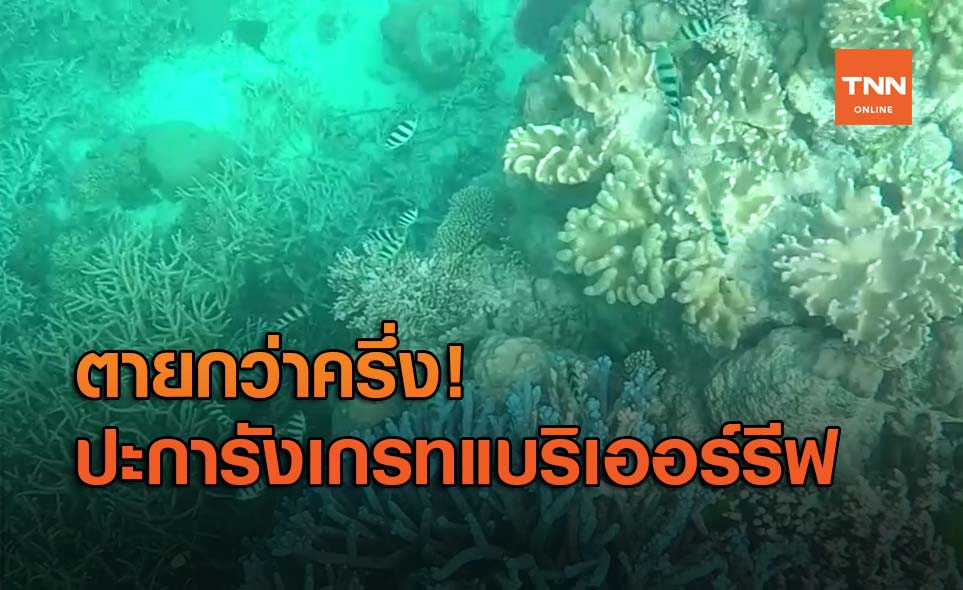 โลกใต้น้ำวิกฤต! เกรทแบริเออร์รีฟ แนวปะการังใหญ่ที่สุดในโลก ตายกว่าครึ่ง