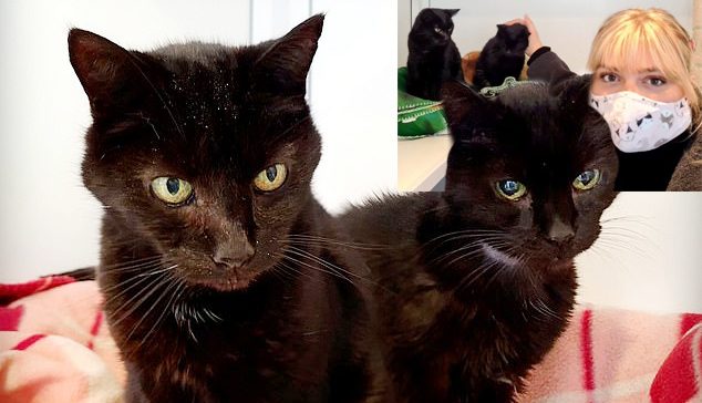 แมวพี่น้องแก่สุดในอังกฤษ ได้โซเชียลช่วยหาบ้านอยู่ช่วงท้ายของชีวิต