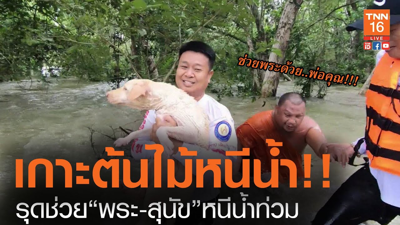 ช่วยพระ-สุนัขเกาะต้นไม้ หนีน้ำท่วม!!! l TNN News ข่าวเช้า (คลิป)