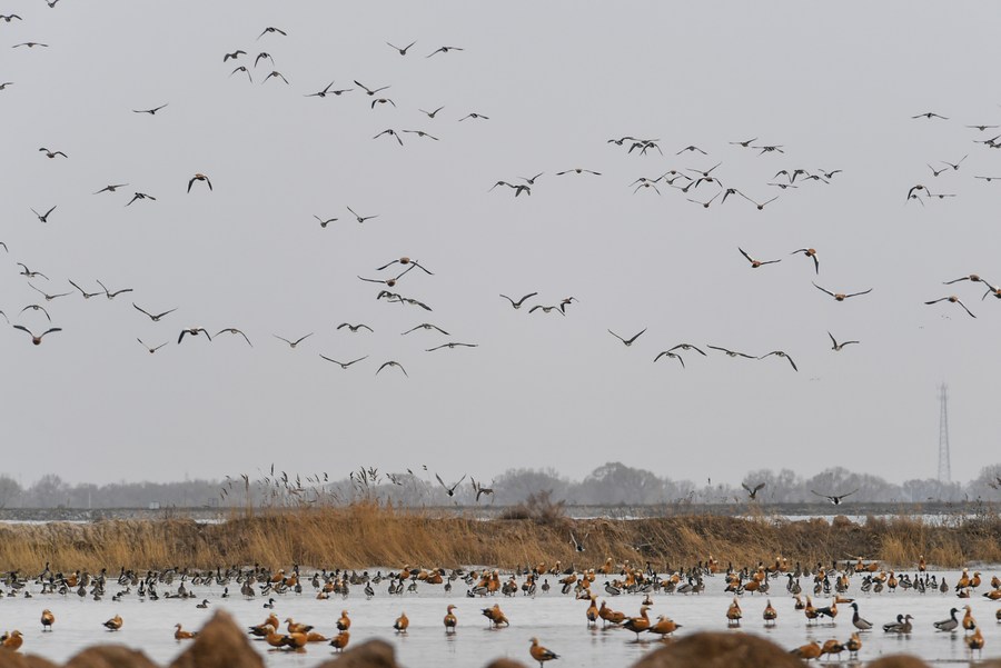 นกอพยพพักพิง 'เขตอนุรักษ์ธรรมชาติ' มองโกเลียใน กว่า 10,000 ตัว