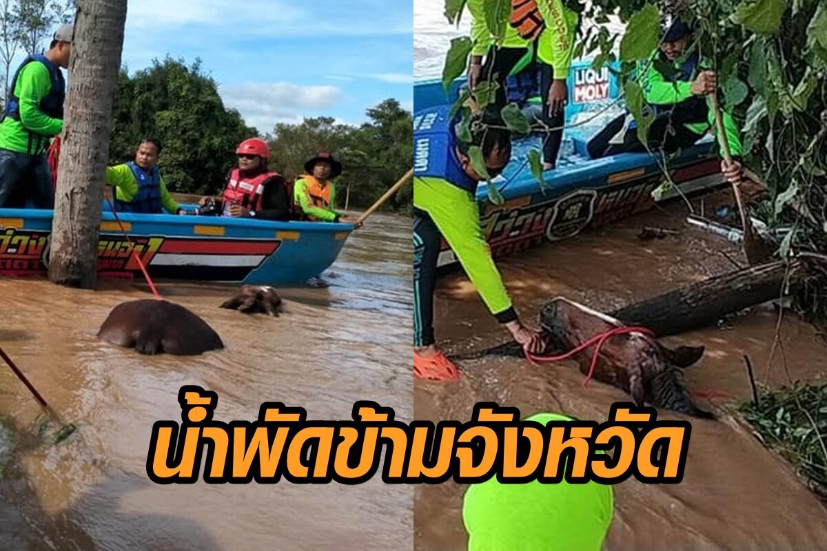กู้ภัยโคราชเผยนาทีระทึก ช่วยชีวิตม้าถูกน้ำป่าทับลานพัดไกลข้ามจังหวัด จากปราจีนบุรีมาถึงนครราชสีมา