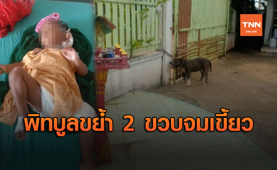 อีกแล้ว! พิทบูล พังกรงขย้ำเด็ก 2 ขวบ ฟัดเหวี่ยงเป็นแผลเหวอะทั่วร่าง