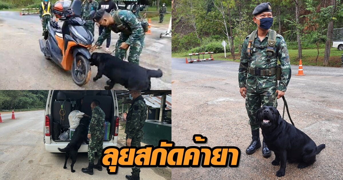 กองกำลังผาเมืองส่ง ‘สุนัขทหาร’23ตัว สกัดขบวนการค้ายา พื้นที่เชียงใหม่-เชียงราย