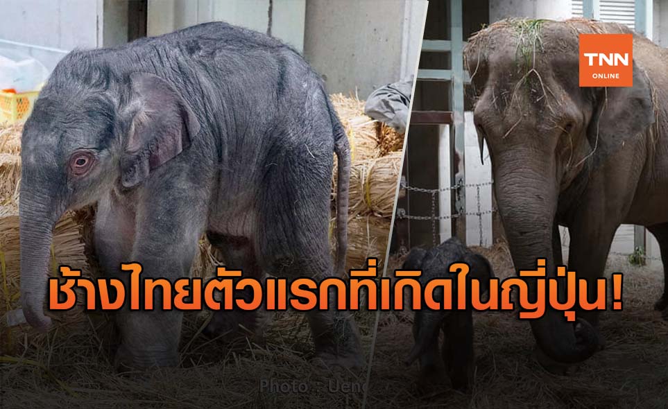 "พังอุทัย" ช้างไทยที่สวนสัตว์อุเอโนะ​ ญี่ปุ่น ตกลูกแล้ว