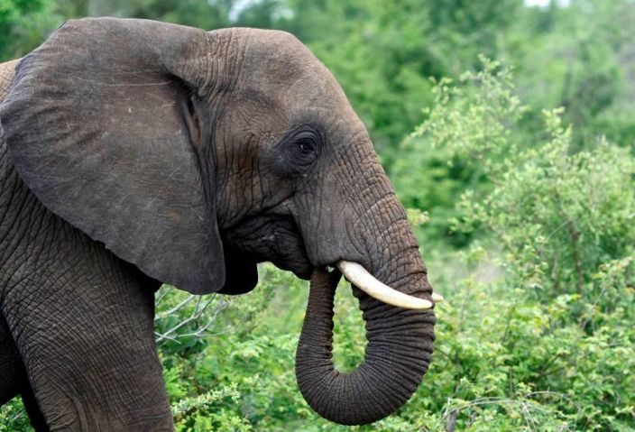 นามิเบีย ชาติแอฟริกา เปิดประมูล "ช้างป่า" 170 ตัว หนีภัยแล้ง ประชากรพุ่ง