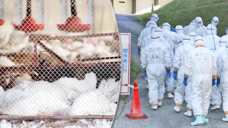 ญี่ปุ่นอ่วม “หวัดนก” เดือนเดียวฆ่าไก่พุ่ง 3 ล้านตัว-เกาหลีใต้พบติดเชื้อด้วย!