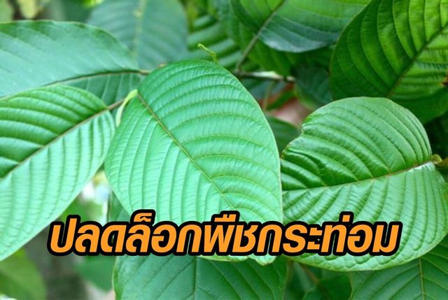 à¸ž à¸Šà¸à¸£à¸°à¸— à¸­à¸¡ à¸£à¸§à¸¡à¸‚ à¸²à¸§ à¸— à¹€à¸ à¸¢à¸§à¸‚ à¸­à¸‡à¸ à¸š à¸ž à¸Šà¸à¸£à¸°à¸— à¸­à¸¡