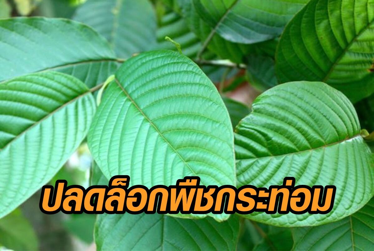 สภาฯไฟเขียว ปลดล็อก พืชกระท่อม พ้นยาเสพติดประเภท 5