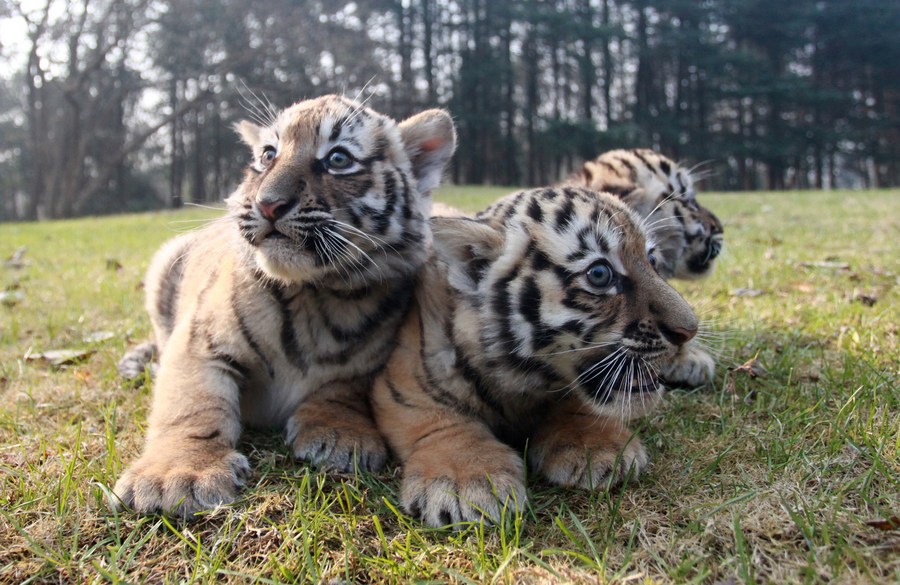 สุดน่ารัก! สวนสัตว์จีนอวดโฉม 'ลูกเสือ' แฝดสาม