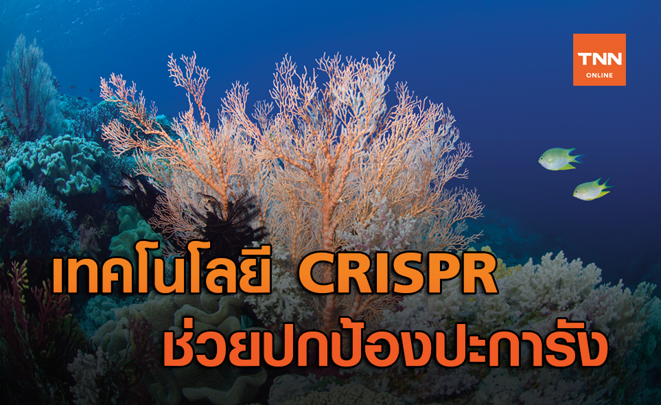เทคโนโลยี CRISPR ค้นพบยีนที่จะช่วยปกป้องปะการัง จากปรากฏการณ์ "ฟอกขาว"