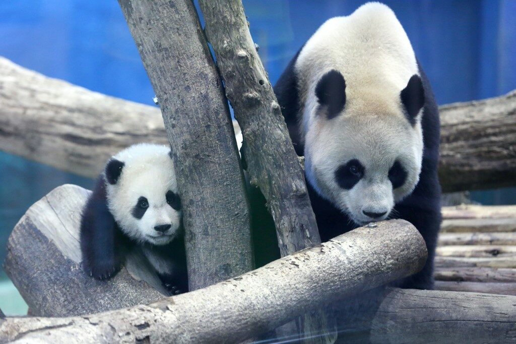 เปิดตัว “หยวน เป่า” ลูกแพนด้าตัวที่ 2 ของสวนสัตว์ไทเป (ภาพชุด)