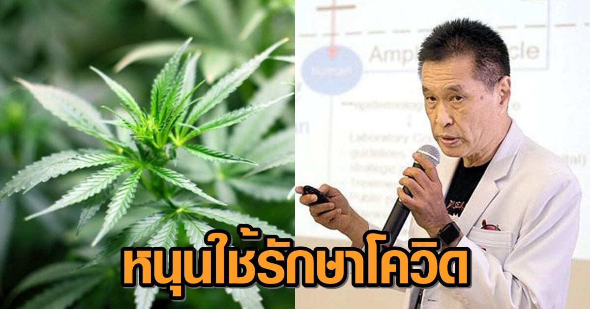 'หมอธีระวัฒน์' เผยผลวิจัยหนุนใช้กัญชา-กัญชง รักษาผู้ป่วยโควิด-19