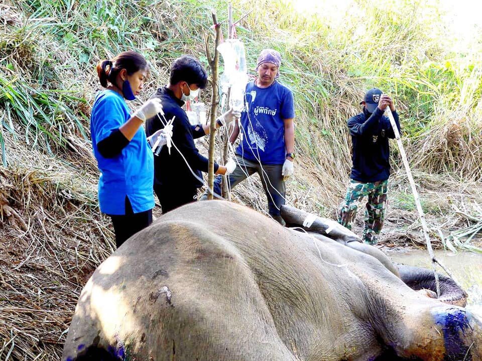ช้างป่ากุยบุรีเจ็บหนักอาการน่าห่วง แผลเน่าไม่ยอมยืน