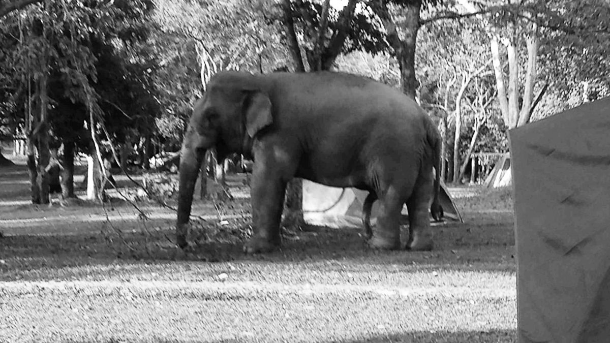 สลดเขาใหญ่! ช้างป่า บุกเต็นท์นักท่องเที่ยว เหยียบดับ 1 ขณะหลับกลางดึก