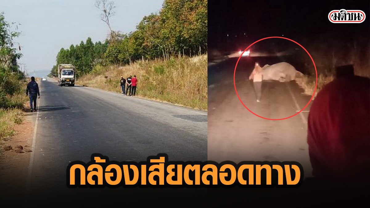 หมดหนทาง ขอความเป็นธรรมให้ช้างป่าถูก18ล้อชน วงจรปิดเสียตลอดทาง