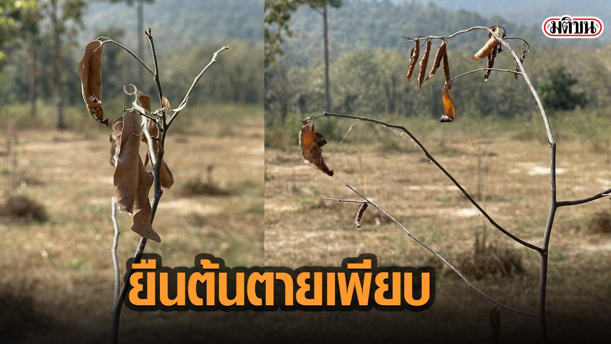 เปิดภาพพื้นที่จริง พื้นที่ปลูกป่าห้วยตึงเฒ่า พบส่วนใหญ่ยืนต้นตาย รอด 6 ต้น