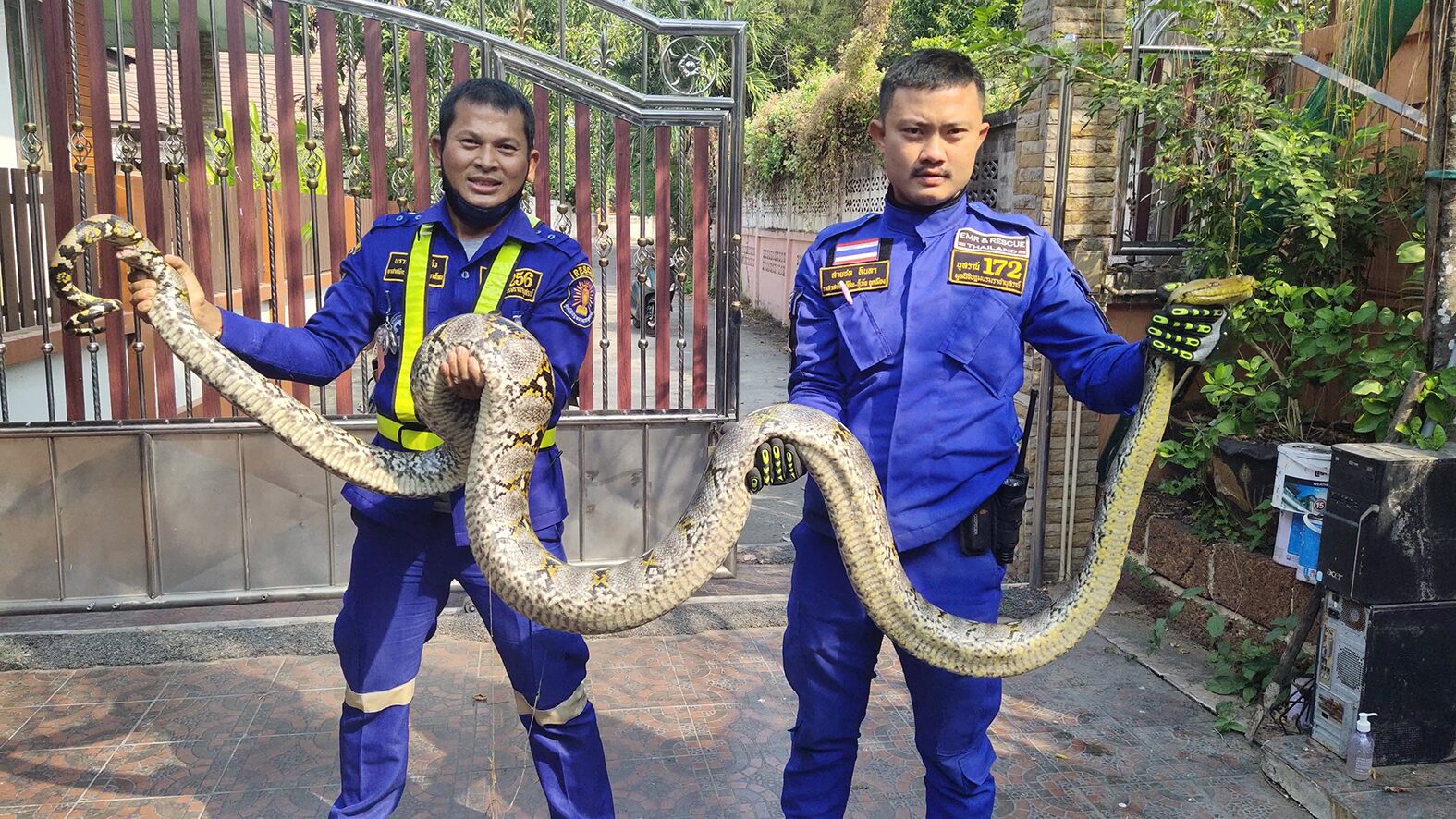 จับงูเหลือมยาว 4 เมตร ขณะเลื้อยข้ามกำแพง หวั่นอันตรายหากเข้าบ้าน