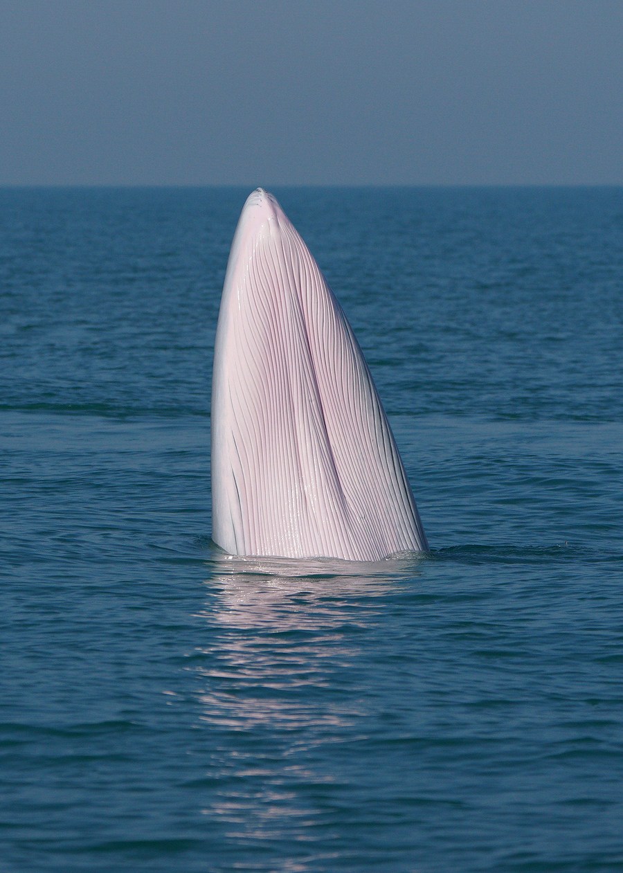 'วาฬบรูด้าแห่งกว่างซี' แหวกว่ายมหานที อวดโฉมความยิ่งใหญ่