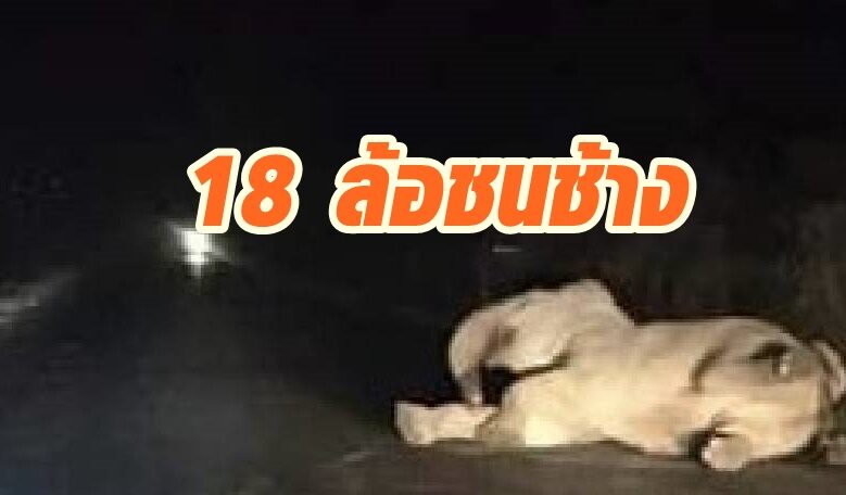 ช้างป่าเขาอ่างฤาไนถูกรถพ่วง 18 ล้อชนอาการสาหัส ขาหักบวม