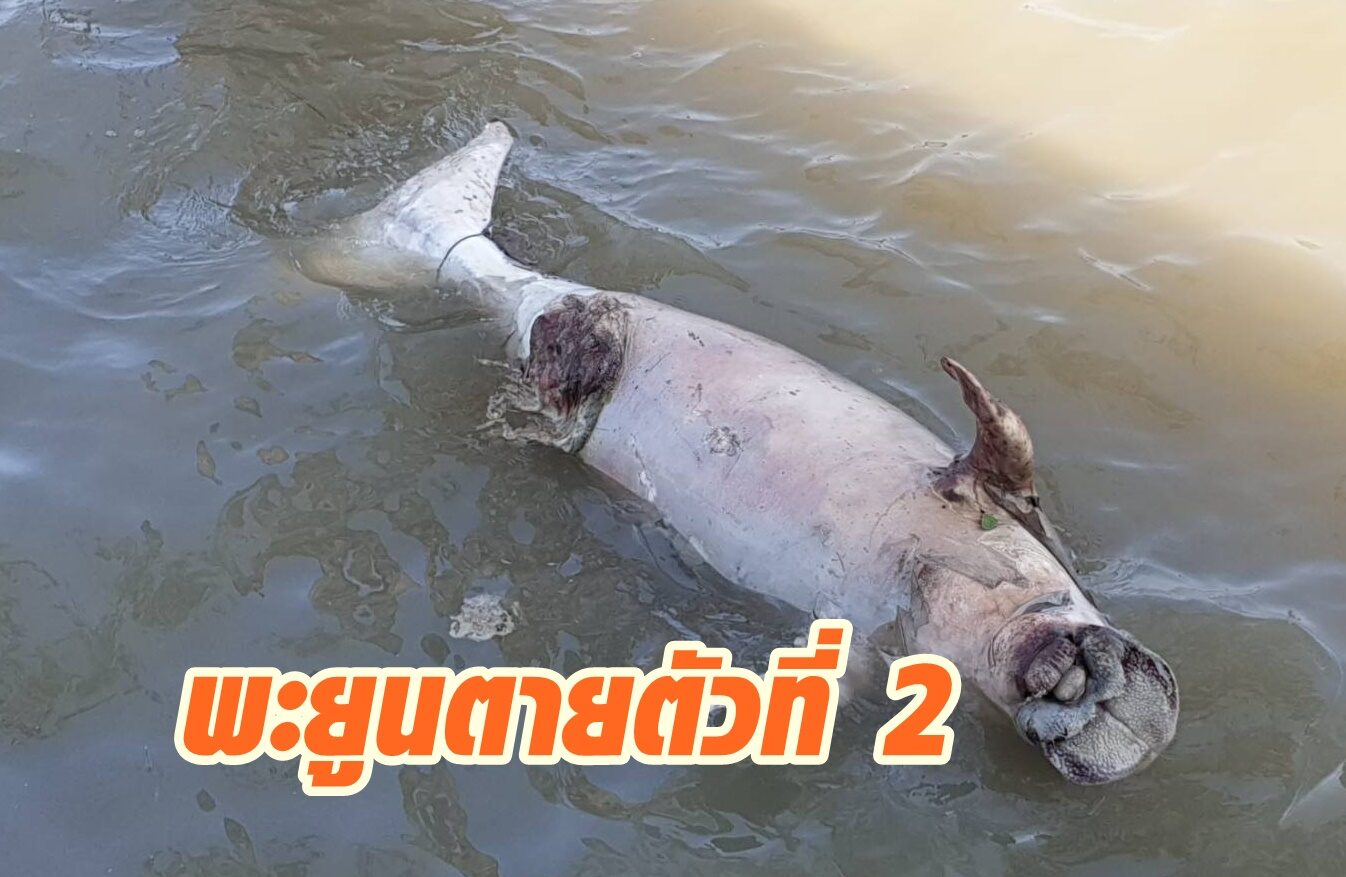 พะยูน ลอยตายอีกใกล้เกาะลันตา ทะเลกระบี่ พบติดต่อกัน 2 วัน 2 ตัว