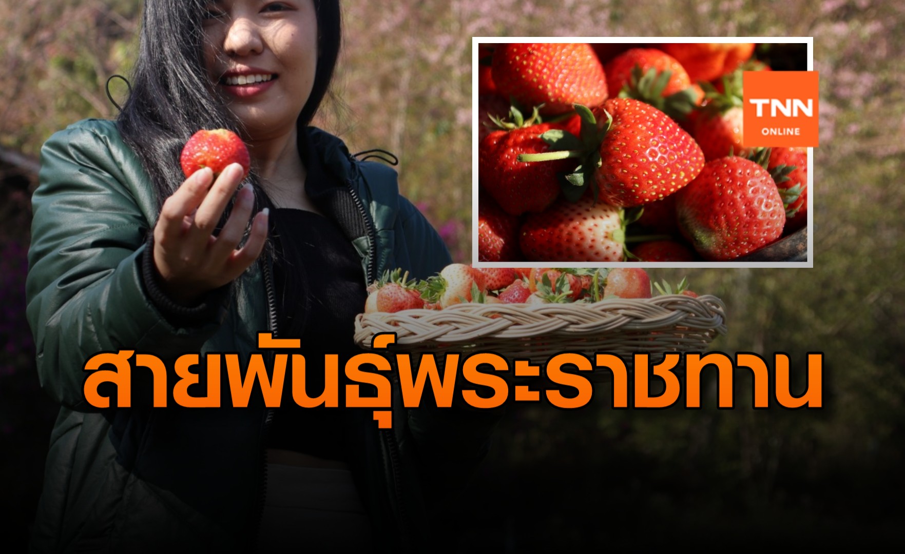 พิษโควิด! กระทบเกษตรกรผู้ปลูกสตรอว์เบอร์รีพันธุ์พระราชทาน 80 บ้านร่องกล้า