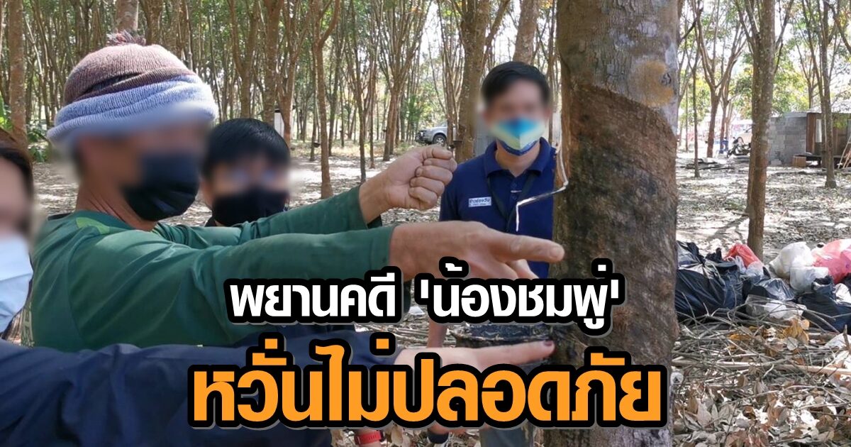 พยานคดี 'น้องชมพู่' หวั่นไม่ปลอดภัยหลังเข้าเครื่องจับเท็จ - ยันเห็น 'ลุงพล' ในสวนยางวันที่เด็กหาย