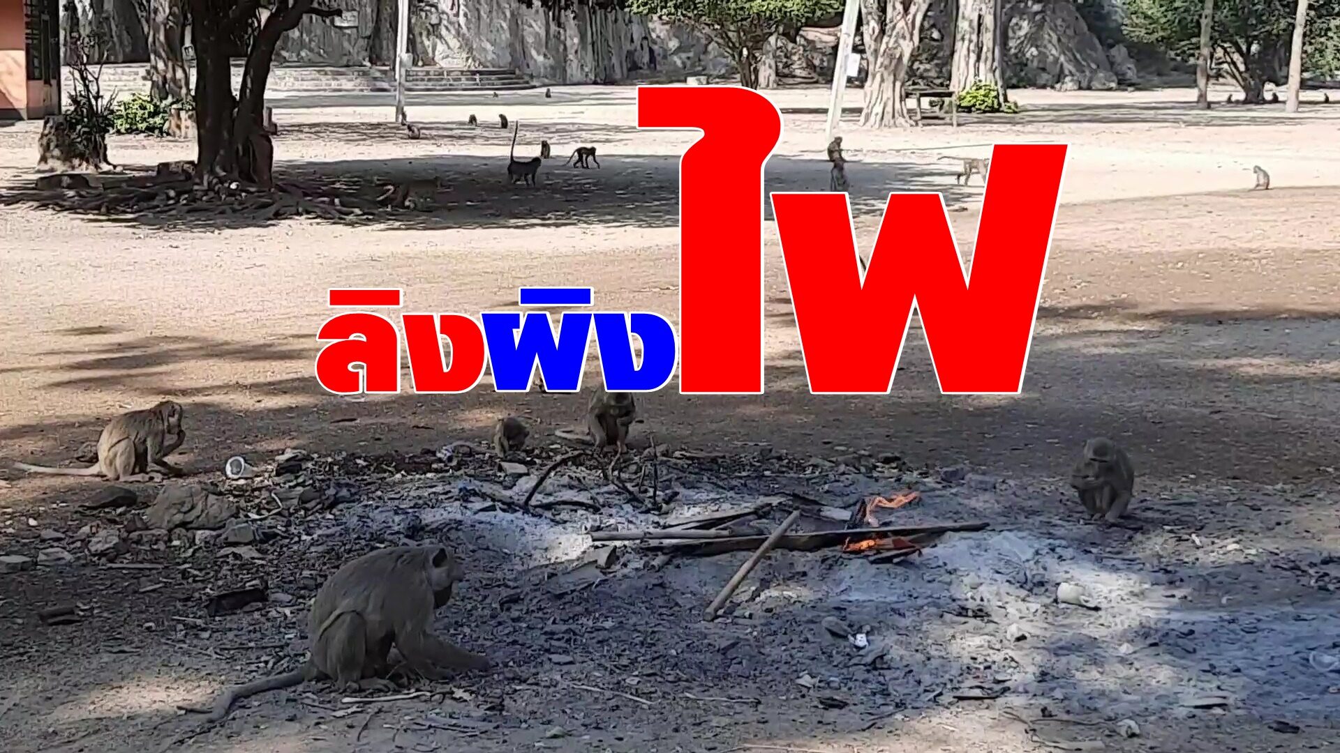 ลิงอุทัยฯ 3 พันตัว ขาดอาหาร-หนาวจัด ต้องนั่งผิงไฟคลายหนาว พระต้องหาอาหารเพิ่ม ป้องกันหากินนอกวัด