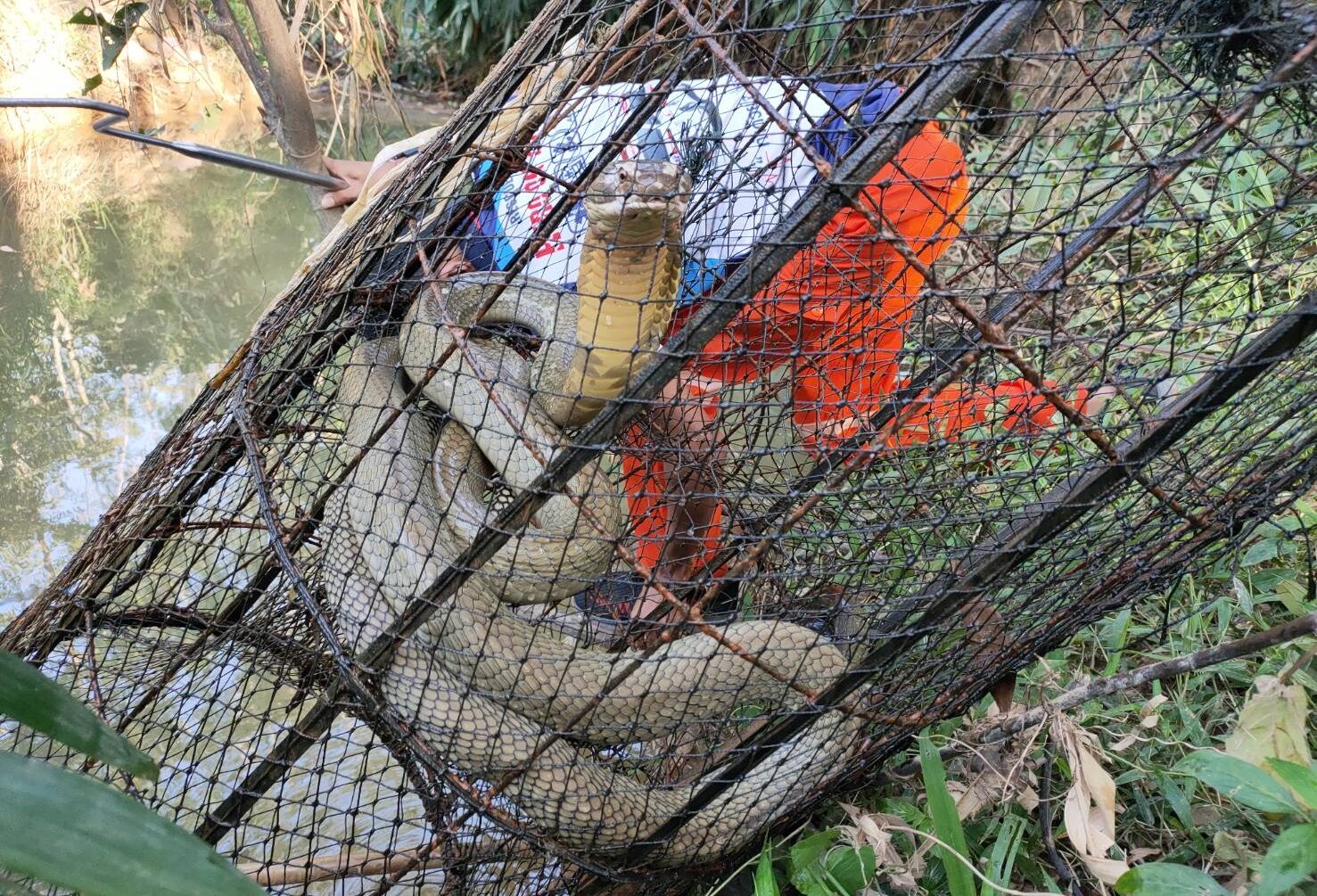 สาวสะดุ้ง งูจงอางตัวใหญ่เข้านอนในไซดักปลา กู้ภัยจับปล่อยป่าไกลบ้านเรือน