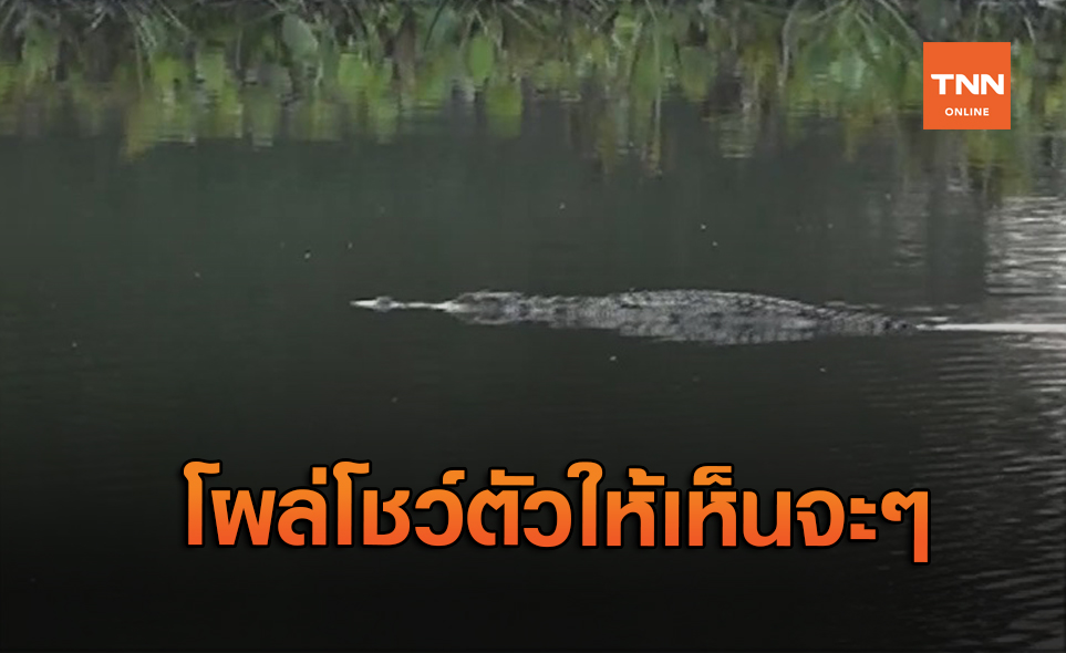 เผยภาพ "จระเข้ยักษ์" ลอยคอกลางหนองน้ำที่ปราจีนบุรี