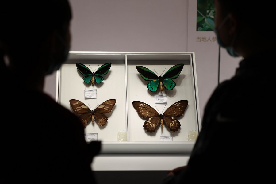 พิพิธภัณฑ์ซานตงจัดนิทรรศการ 'แมลงหายาก' จากทั่วโลก