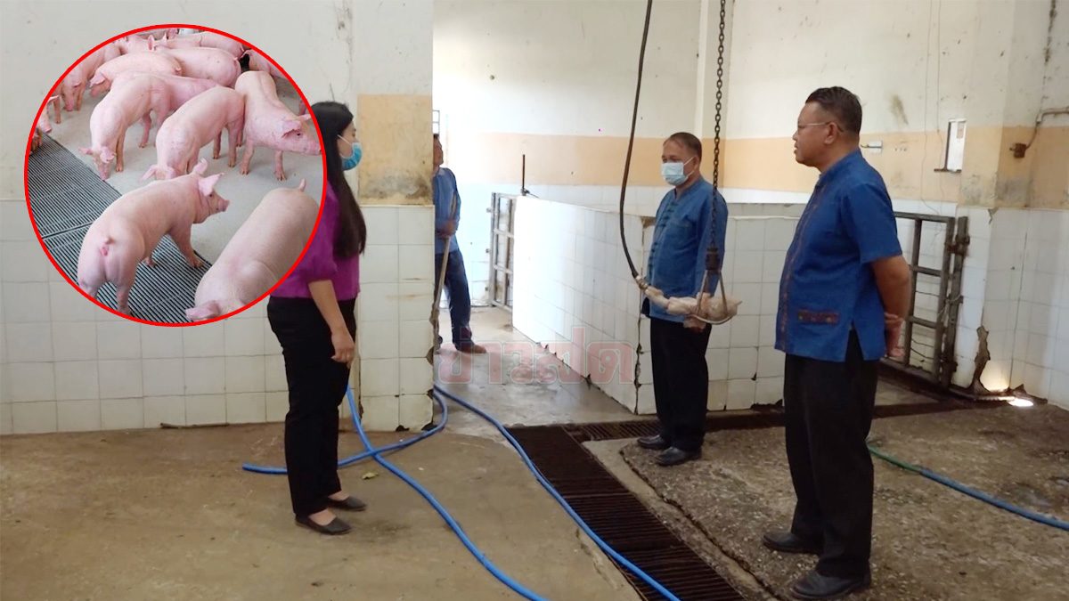 'PRRS' ระบาด! พบหมูติดเชื้อ กำจัดทิ้งกว่า 50 ตัว เทศบาลกระนวน สั่งปิดโรงเชือด