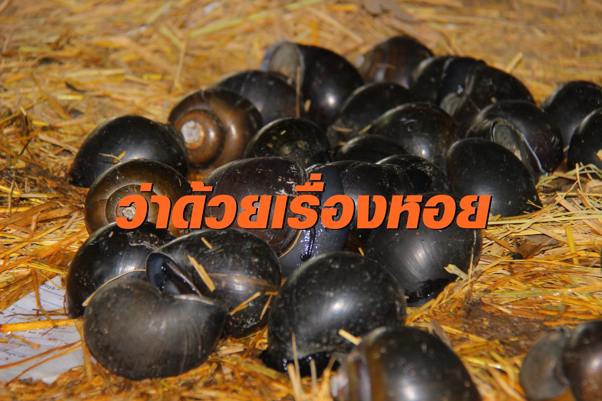 หนุ่มพัทลุงไอเดียเริ่ด! เลี้ยงหอยโข่ง ขายผ่านโซเชียล กำหนดราคาเองได้ กวาดรายได้งาม
