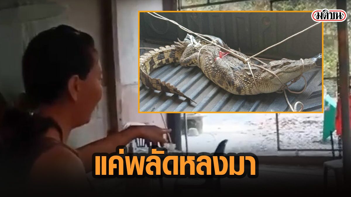 จระเข้เข้าบ้านกลางดึก ปศุสัตว์ ชี้เป็นธรรมชาติของสัตว์ แค่หนีร้อนมาพึ่งเย็น