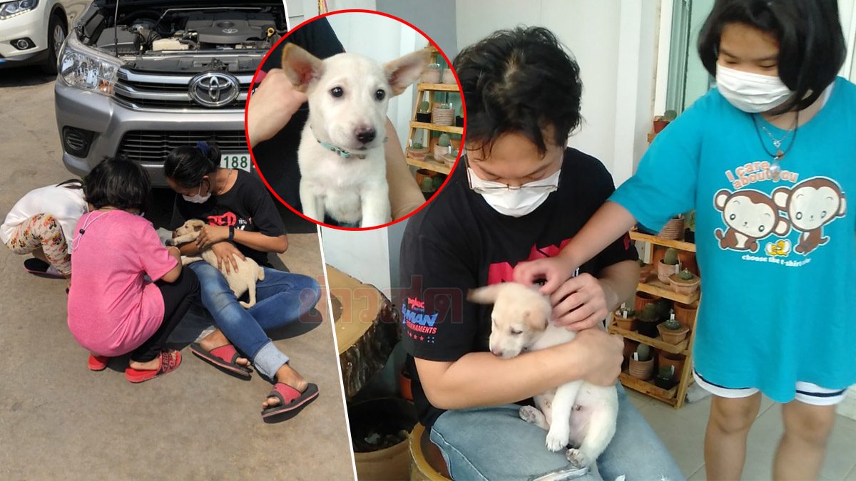 สุดทรหด! เจ้าตูบน้อยติดใต้ท้องรถ จากแก่งกระจานถึงนนทบุรี เจ้าของใหม่ตั้งชื่อให้พร้อมนามสกุล