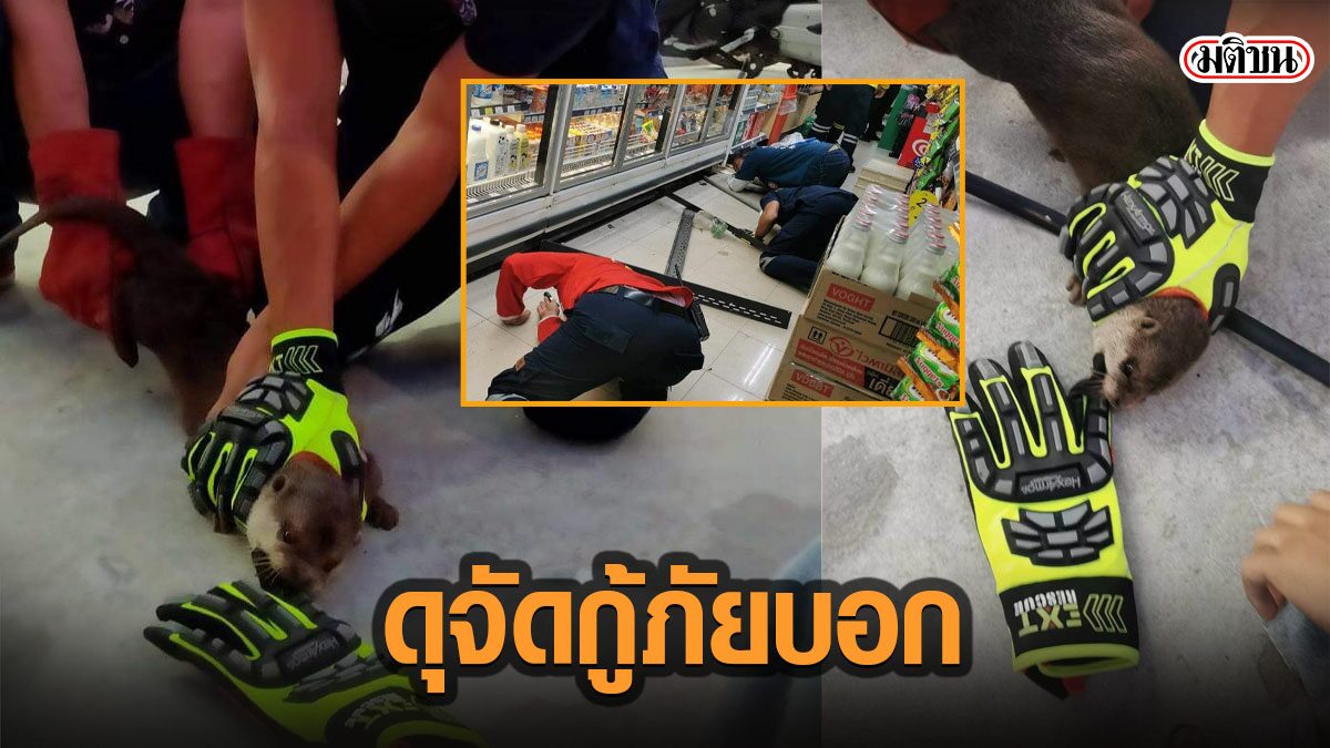 น้องนากป่วนร้านสะดวกซื้อ สุดวุ่น หนีไว กู้ภัยนับสิบล้อมจับนาน ดุจัด กัดนิ้วไม่ปล่อย (คลิป)