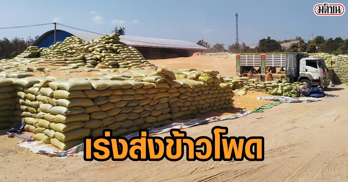 4โกดังใหญ่เมียวดี เร่งส่งข้าวโพดเข้าไทย หวั่นสถานการณ์รปห. ทำต้นทุนขนส่งเพิ่ม