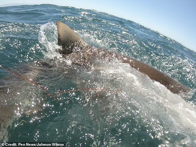 หนุ่มกีวีหวิดมือขาด ฉลามแย่งปลาที่เพิ่งตกได้ แถมถูกลากลงทะเลไกล 18 เมตร