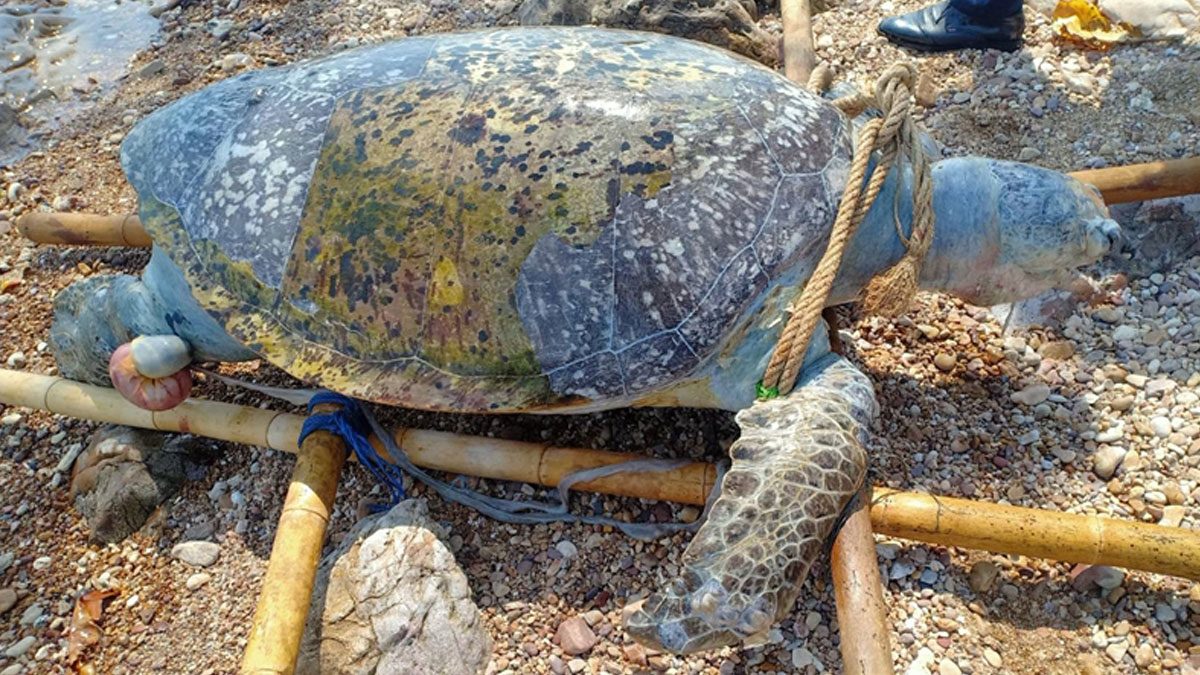 พบซาก เต่าตนุ อายุกว่า30ปี ตายเกยชายหาด ถุงพลาสติก-เชือกเต็มท้อง