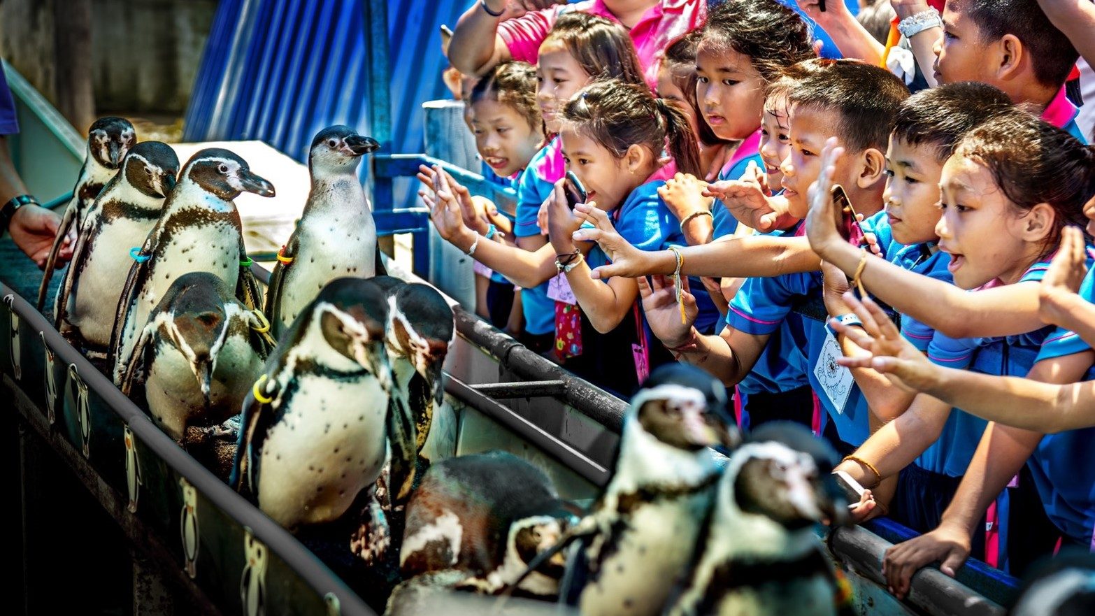 องค์การสวนสัตว์ฯ เปิดสวนสัตว์ทั่วไทย ฉลองวันตรุษจีน-วันวาเลนไทน์